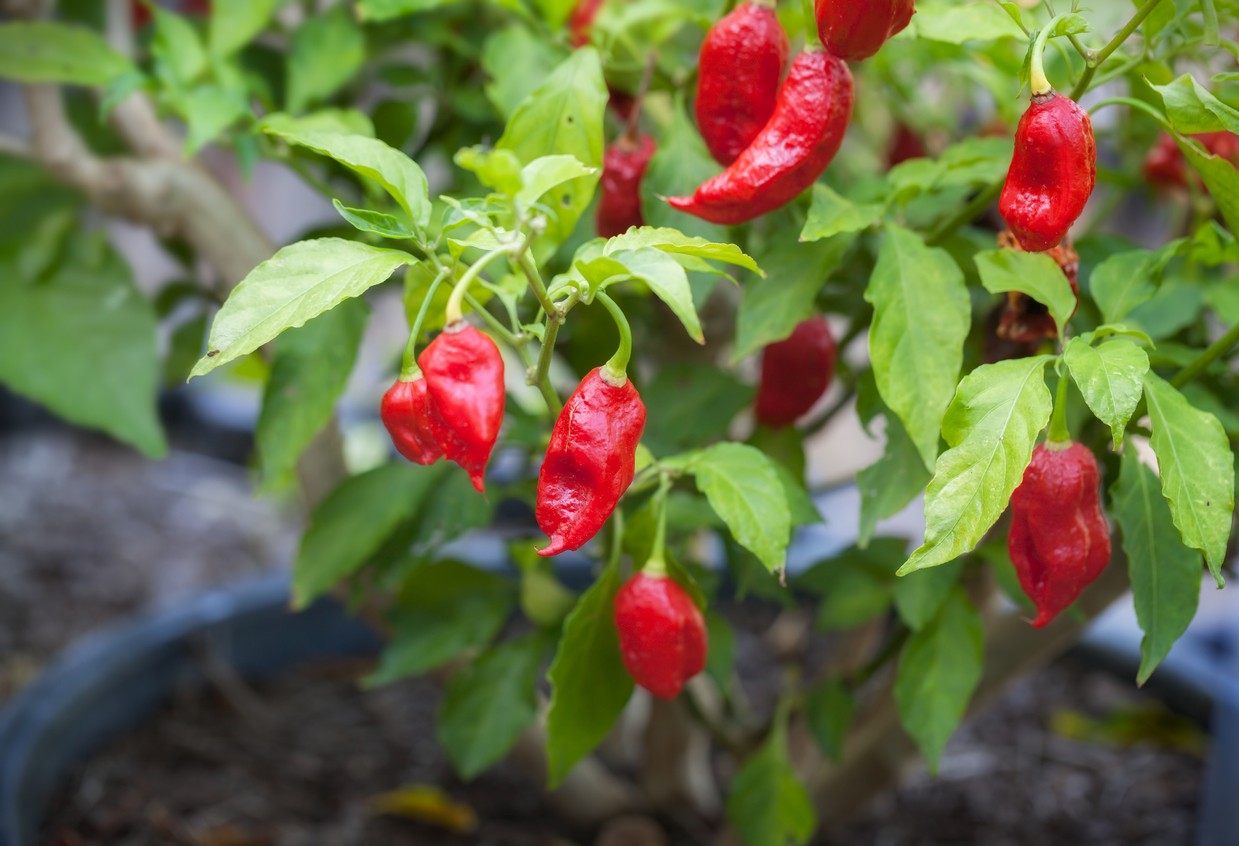 ghost-pepper-plant ghost-pepper-plant
