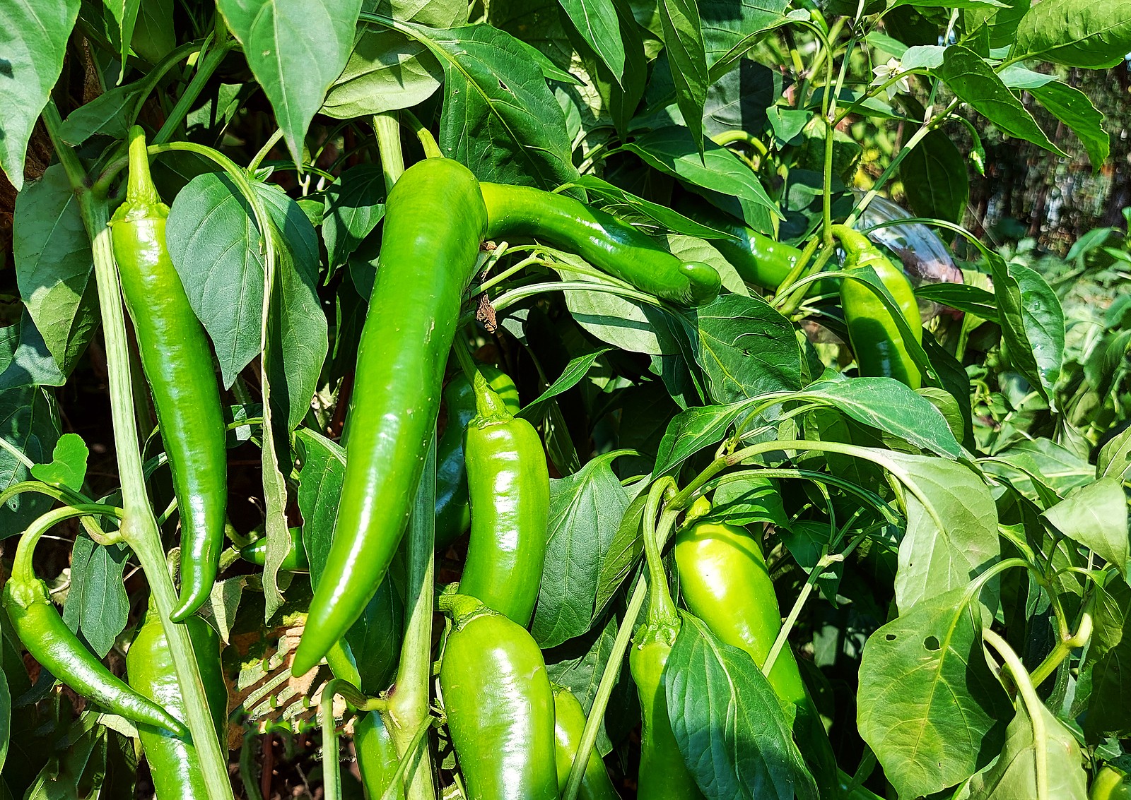 green-hot-peppers-for-hot-sauce green-hot-peppers-for-hot-sauce